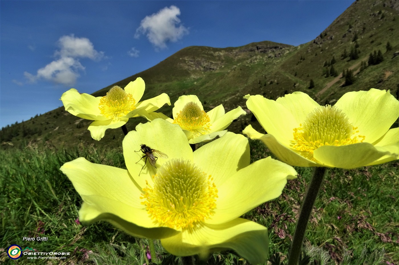 16 Fiori di pulsatilla alpina sulfurea con vista sul Monte Avaro.JPG